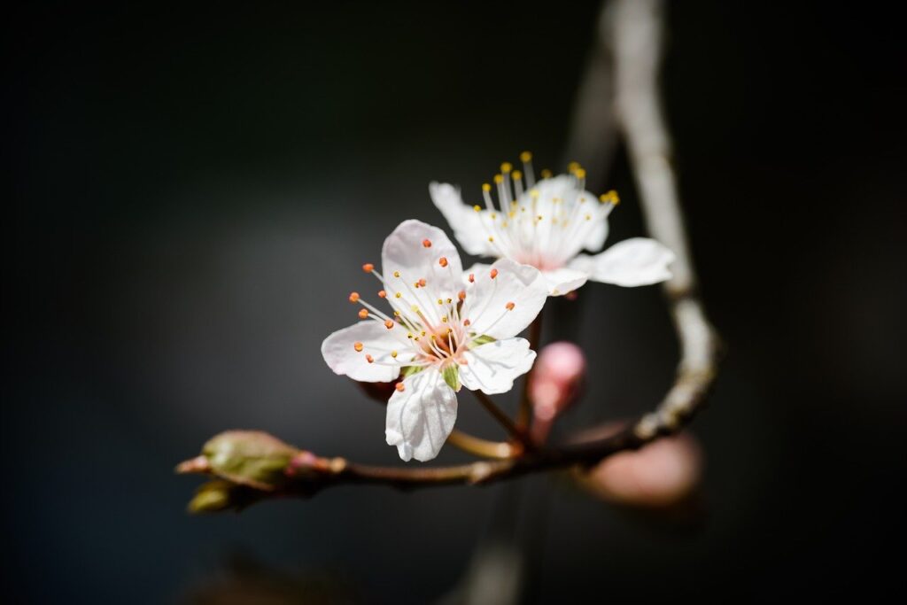 flowers-8718879_1280