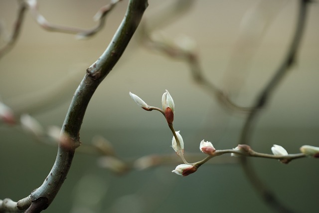 flora