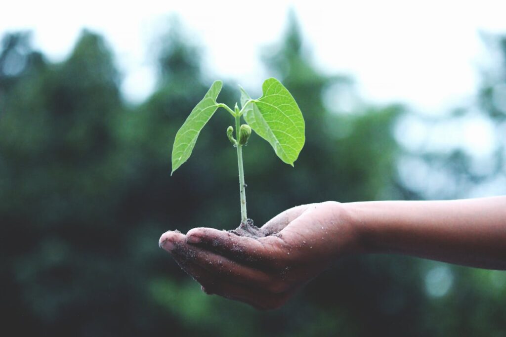 the seed within