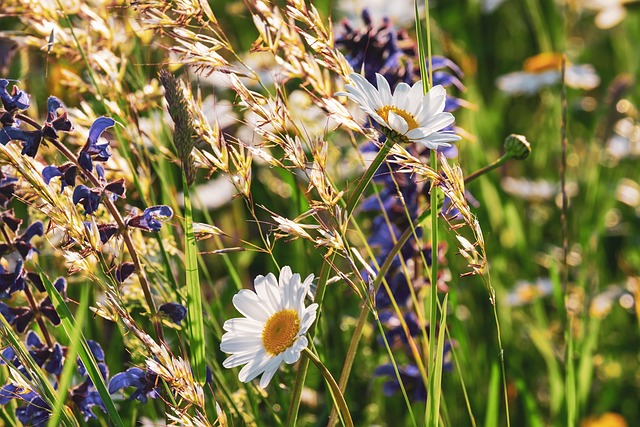 daisies