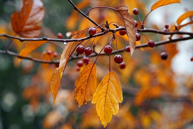 autumn-7653897_640