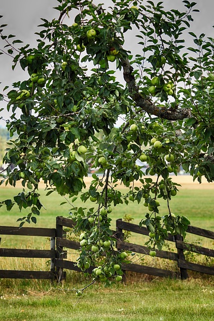 apple tree